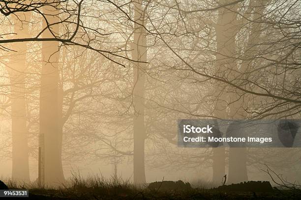 霧イギリスの木 - かすみのストックフォトや画像を多数ご用意 - かすみ, イギリス, イングランド