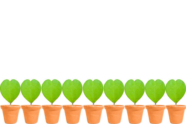 Valentine heart green leaf in flower pot on white background copy space