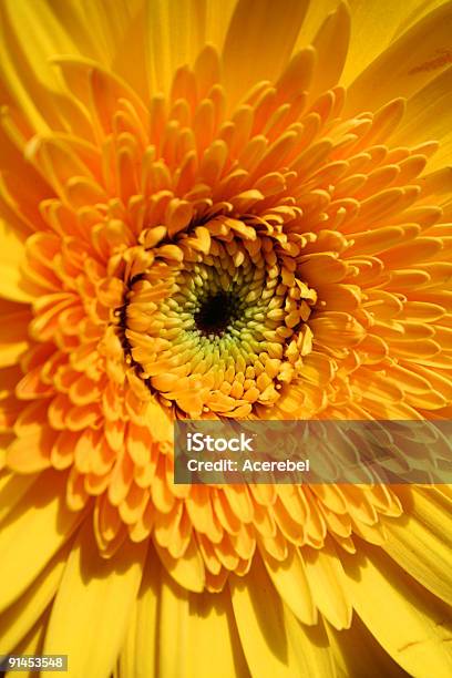 Gelbe Flower Stockfoto und mehr Bilder von Blume - Blume, Blütenblatt, Einzelne Blume