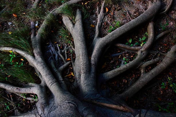 strong tree roots  creation stock pictures, royalty-free photos & images