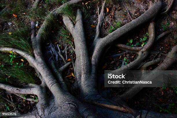 Strong Tree Roots Stock Photo - Download Image Now - Root, Origins, Tree