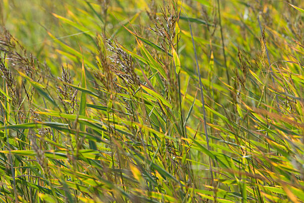 Grass background stock photo