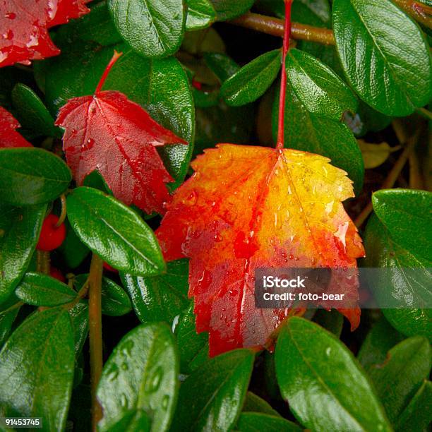 Rosso E Giallo Al Verde - Fotografie stock e altre immagini di Ambientazione esterna - Ambientazione esterna, Autunno, Close-up