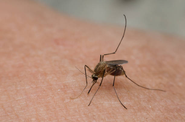 istock mosquito sucking blood on human skin. 914537778