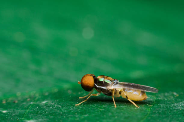 istock fruit fly outstanding on green leaves. 914538082