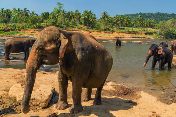 istock family Asia Elephant bath in river Ceylon, Pinnawala 914538564