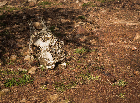 Image of skull of giraffe in Kenyan bush in Masai Mara, Africa