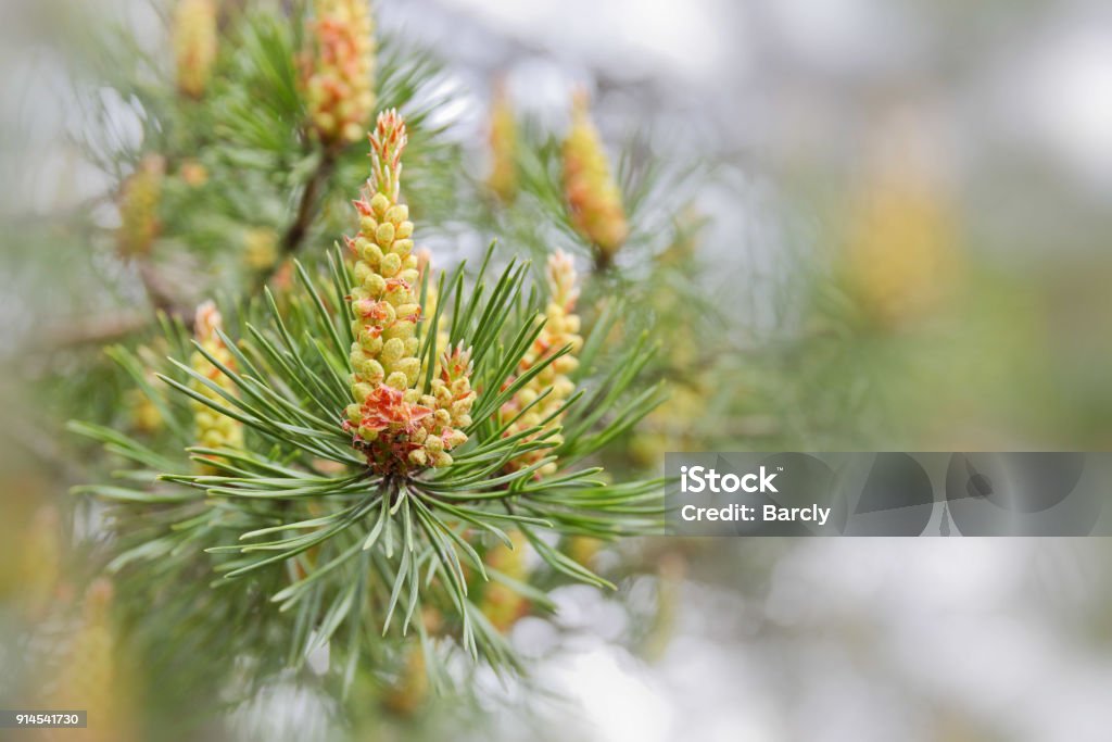 pine branch with cones in spring Pine Tree Stock Photo