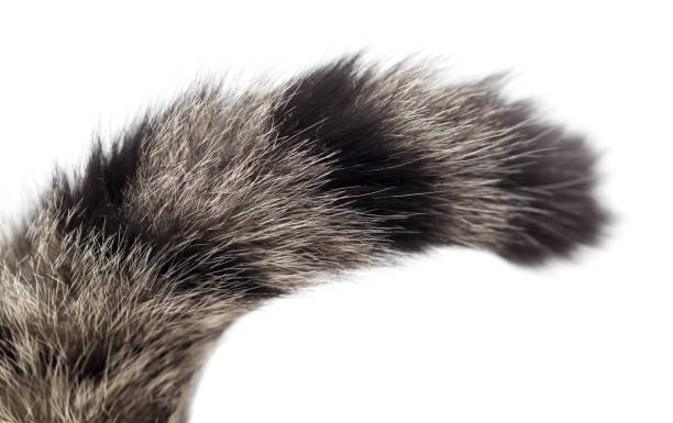 istock tail of a cat on a white background 914541796