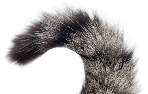 istock tail of a cat on a white background 914541852