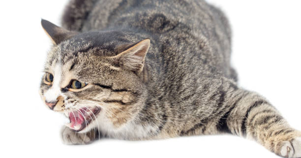 istock Frightened kitten lying in front. Isolated on white background. looking away 914541888