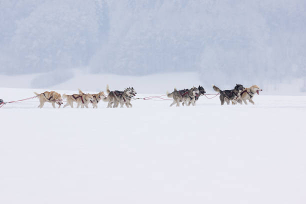 istock Siberian Huskies in a sleddog race 914541956