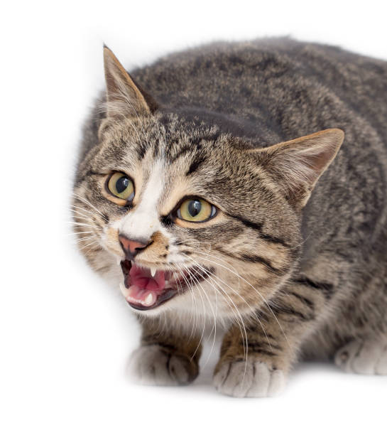 istock Frightened kitten lying in front. Isolated on white background. looking away 914541974