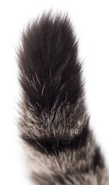 istock tail of a cat on a white background 914542076