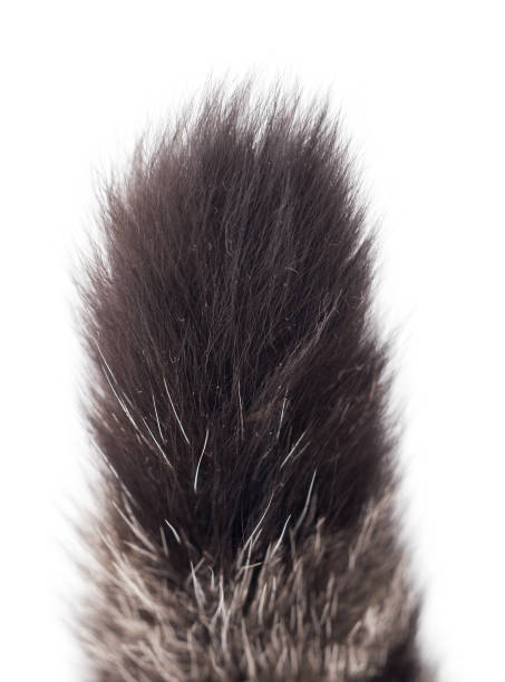 tail of a cat on a white background