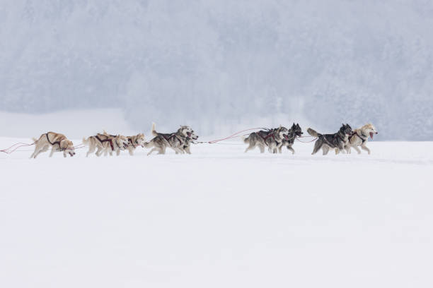 istock Siberian Huskies in a sleddog race 914542160