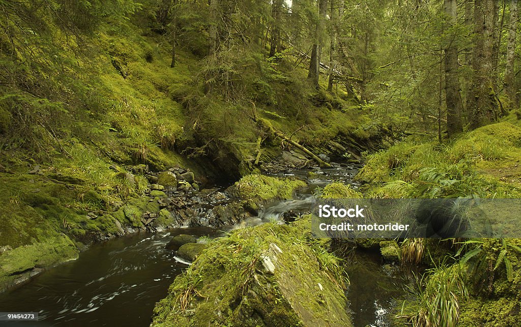 Paisaje de bosque - Foto de stock de Agua libre de derechos