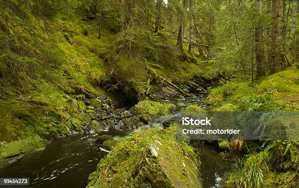 森林の風景 - カラー画像のストックフォトや画像を多数ご用意 - カラー画像, コケ, スコットランド