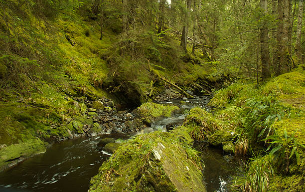 Forest scene stock photo