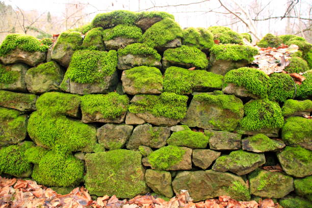 istock Old stone wall overgrown with moss 914544482