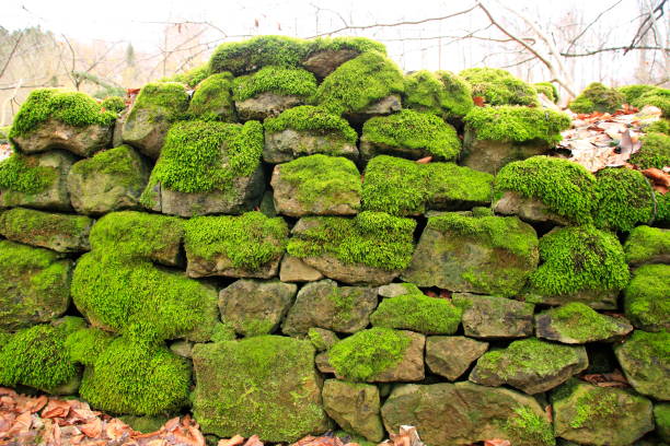 istock Old stone wall overgrown with moss 914544648