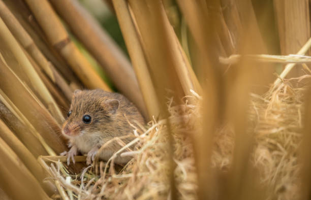 Harvest Mouse in a straw/grass nest Harvest Mouse native European woodland and forest wildlife. The smallest mammal weighing in at around 5 grams. wild mouse stock pictures, royalty-free photos & images