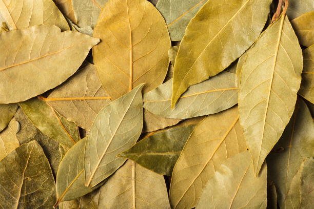 istock dry leaves laurel 914544956