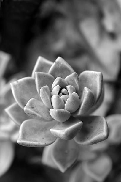 istock small succulent plant black and white 91454597