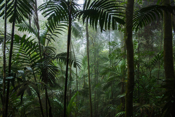 istock Tropical Rainforest Landscape,Tropical forest,Forest 914545976