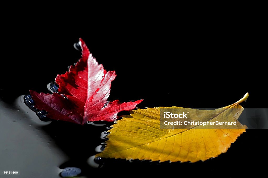 Feuilles d'automne flottant sur l'eau - Photo de Automne libre de droits