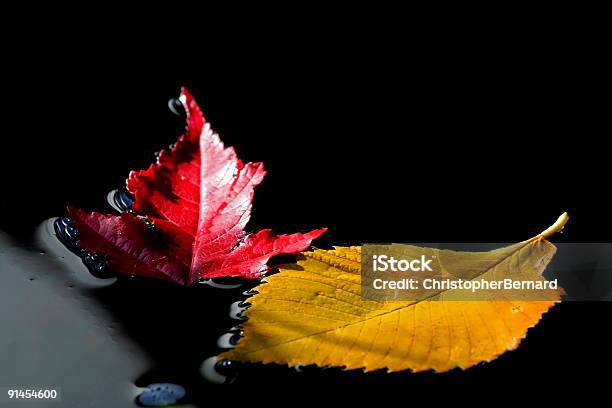 Photo libre de droit de Feuilles Dautomne Flottant Sur Leau banque d'images et plus d'images libres de droit de Automne - Automne, Beauté de la nature, Changement