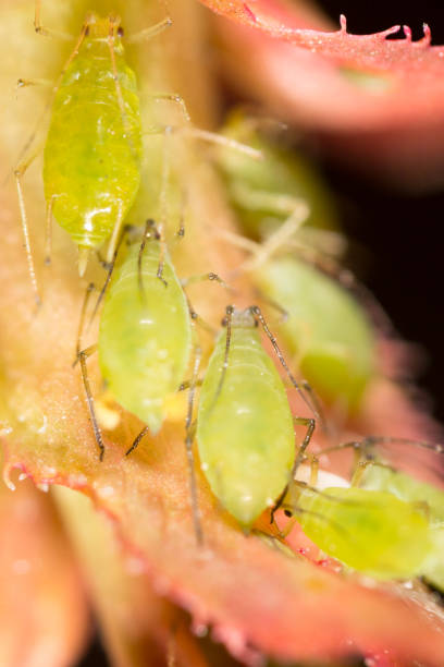 istock Extreme magnification - Green aphids on a plant 914549092