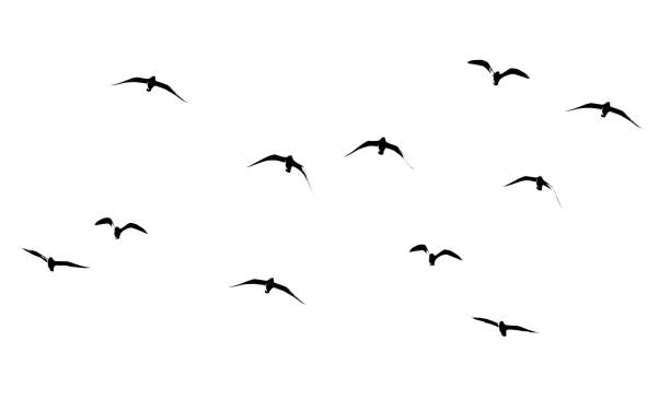 istock silhouette of a flock of birds on a white background 914549492