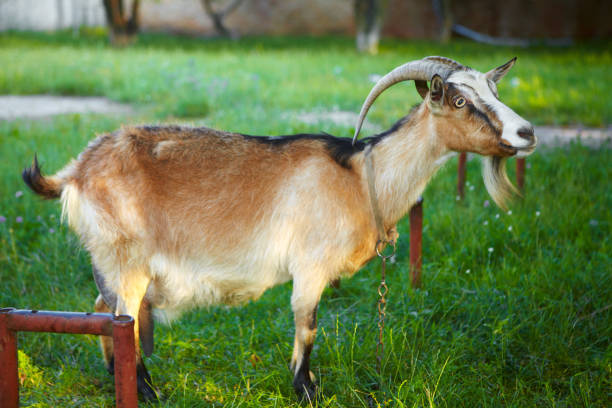 istock Goat in the garden 914549692