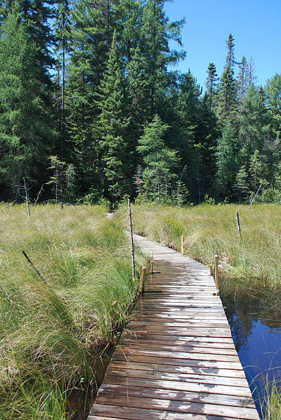 istock Wooden walkway leading to a forest trail 91454980
