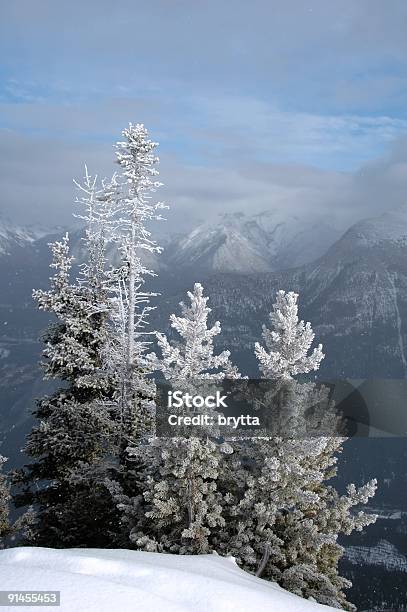 Árvores Congeladas - Fotografias de stock e mais imagens de Ao Ar Livre - Ao Ar Livre, Beleza, Beleza natural