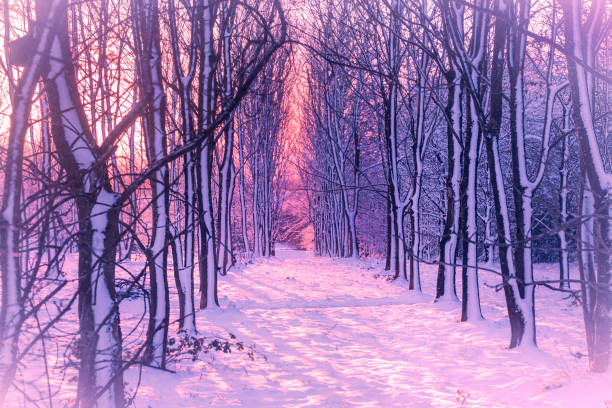 landscape,rural,nature,woodland,snow,christmas,