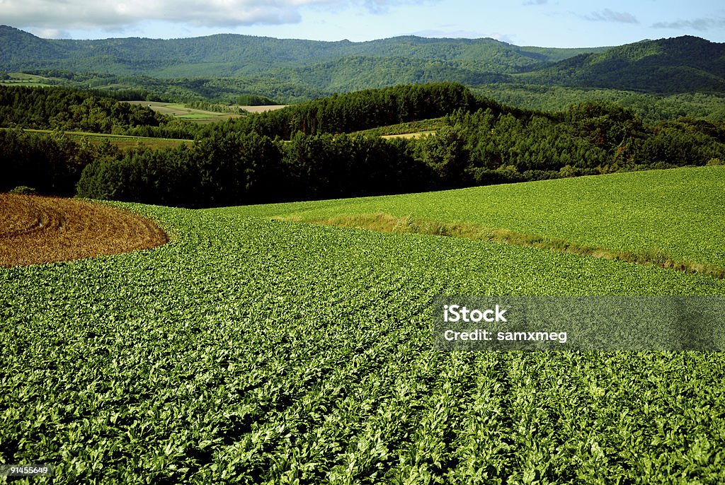 Jardín de vegetales - Foto de stock de Agricultura libre de derechos