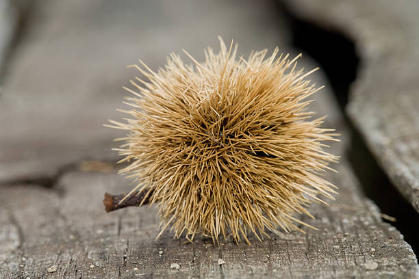 spiky capsule of chestnuts stock photo