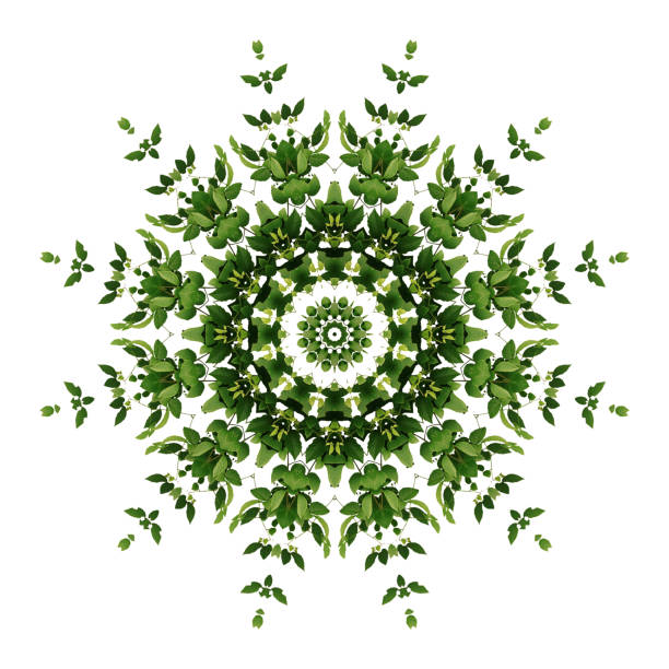 fondo verde abstracto flora mandala patrón, salvaje vid liana planta trepadora con efecto caleidoscopio sobre fondo blanco. - wild vine fotografías e imágenes de stock