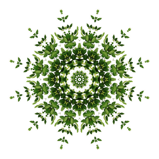 Abstract green background flora mandala pattern, wild climbing vine liana plant with kaleidoscope effect on white background.