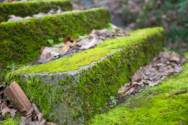 photo is taken with full frame dslr camera outdoors