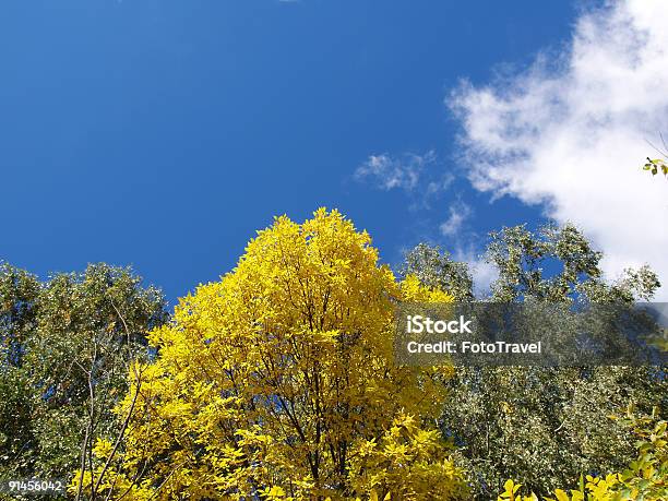 Niebo I Drzewa - zdjęcia stockowe i więcej obrazów Anglia - Anglia, Aspen - Colorado, Bunt