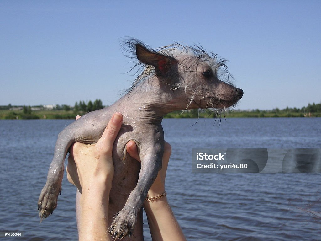 Cão em mãos - Royalty-free Adulto Foto de stock