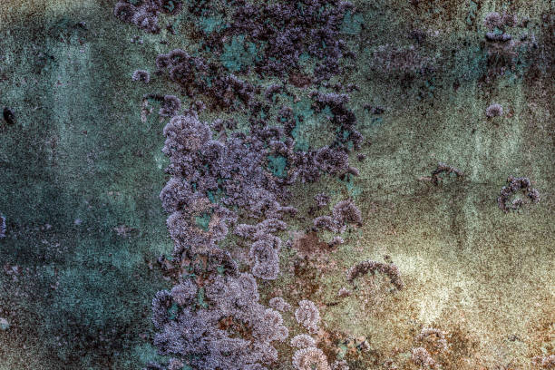 An old painted concrete monument wall without repair. Abstract natural pattern texture with cracking and multicolor peeling and mold.