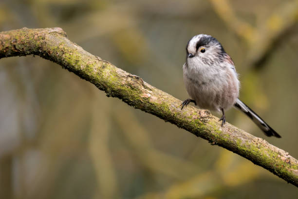 Long Tailed Tit UK wild bird stock photo