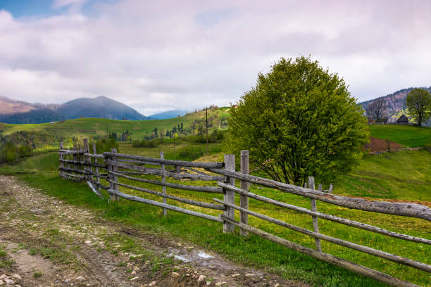 istock tree behind the wooden fence 914562970