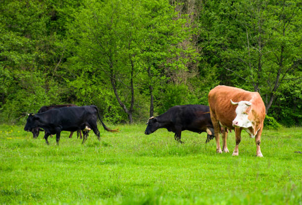 istock herd of cows on a pasture near the forest 914563224