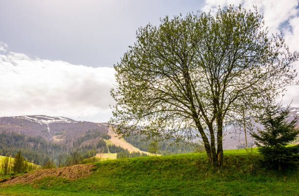 árbol en una colina cubierta de hierba en las montañas - alp descent fotografías e imágenes de stock