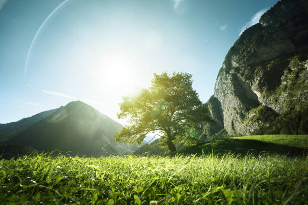 istock Idyllic landscape in the Alps, tree, grass and mountains, Switzerland 914563830